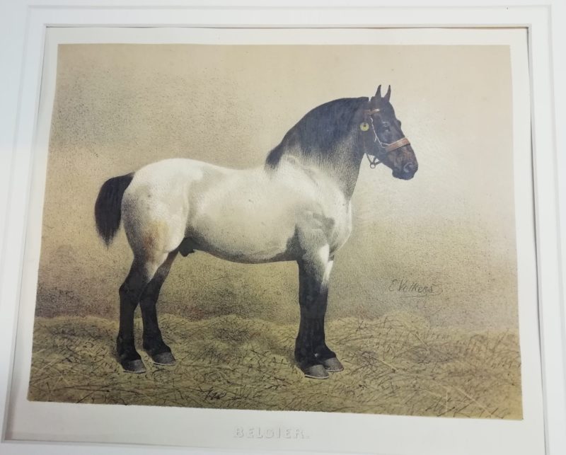 Paarden: Belgier