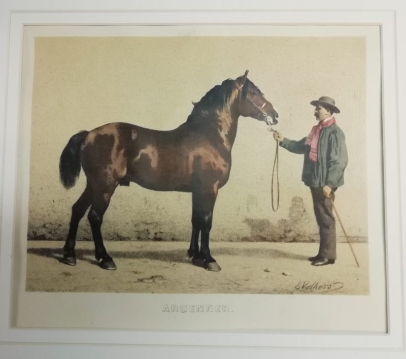 Paarden: Ardenner